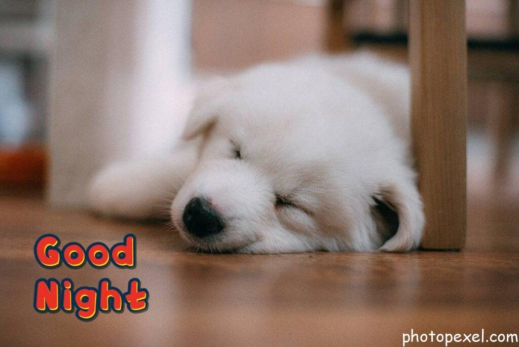 A-Cute-Dog-Sleeping-On-The-Floor-Good-Night-Images