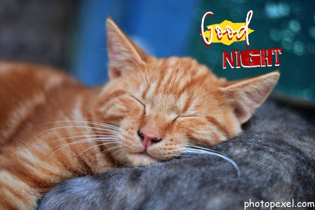 Adorable-Cat-Good-Night-Images