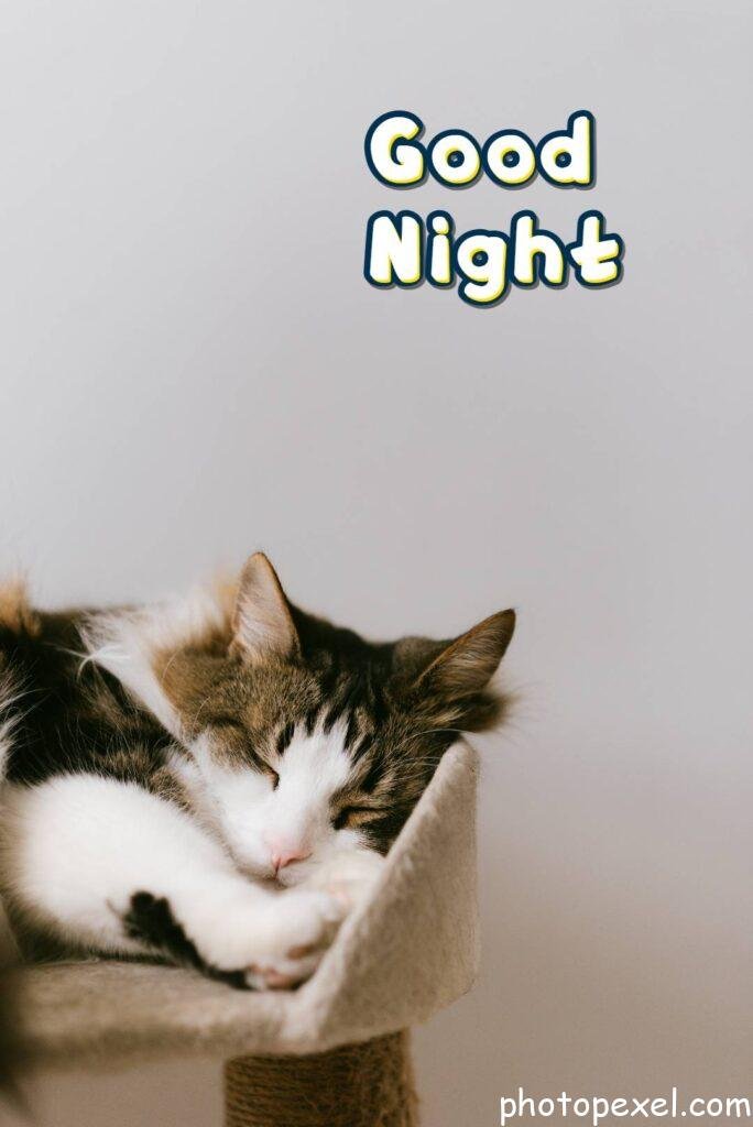 Adorable-Cat-Napping-On-Comfortable-Tower-Good-Night-Images