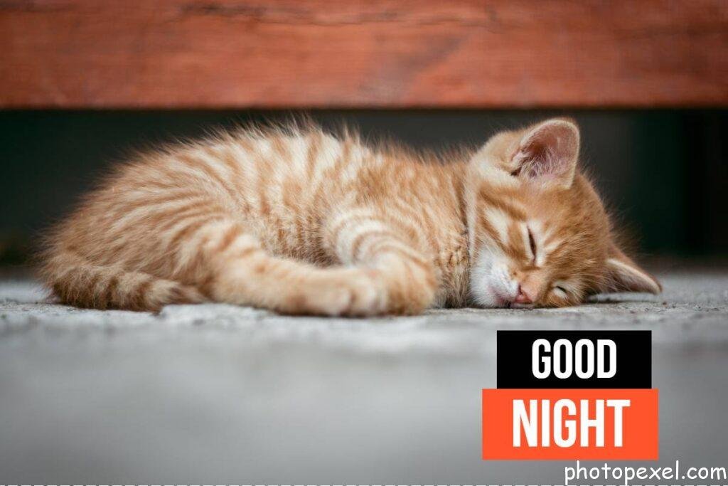 Adorable-Kitten-Good-Night-Images