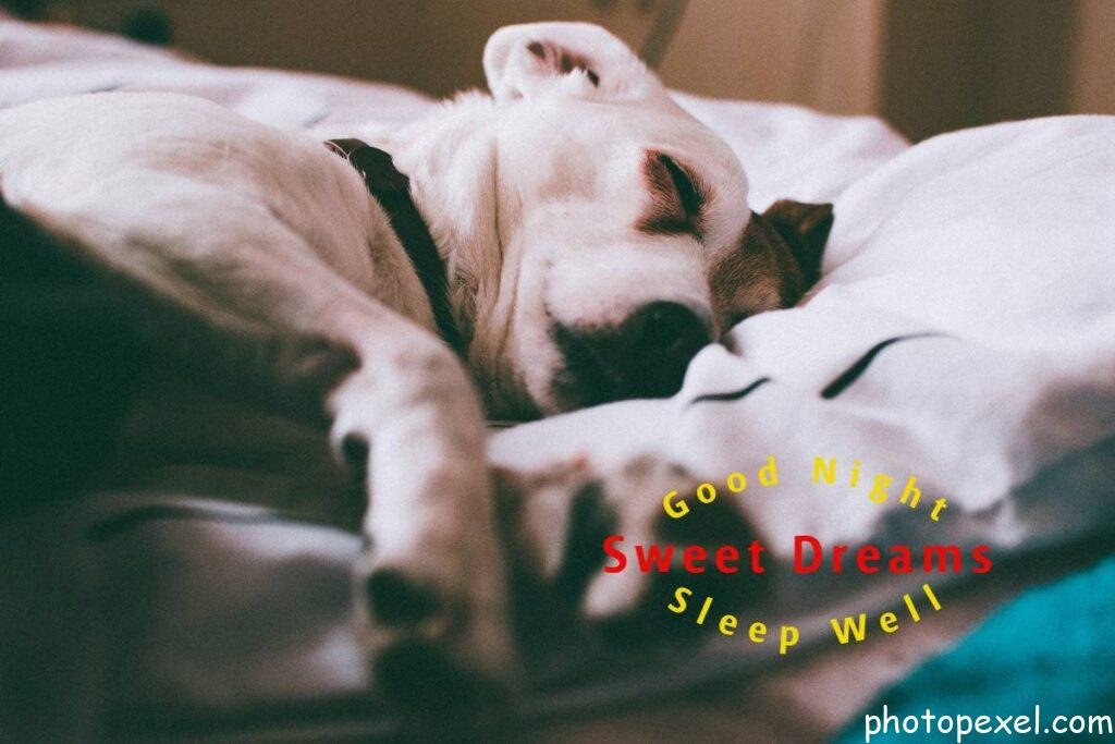 Adult-Dog-On-White-Bed-Good-Night-Images