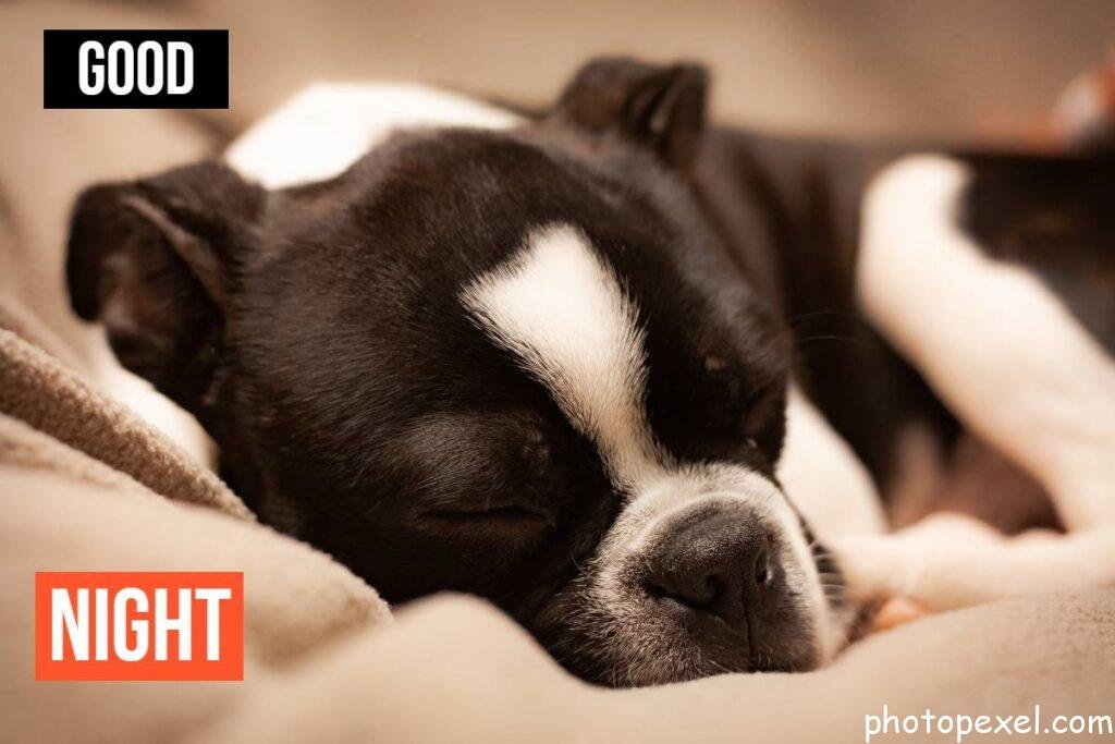 Black-And-White-Boston-Terrier-Sleeping-Good-Night-images