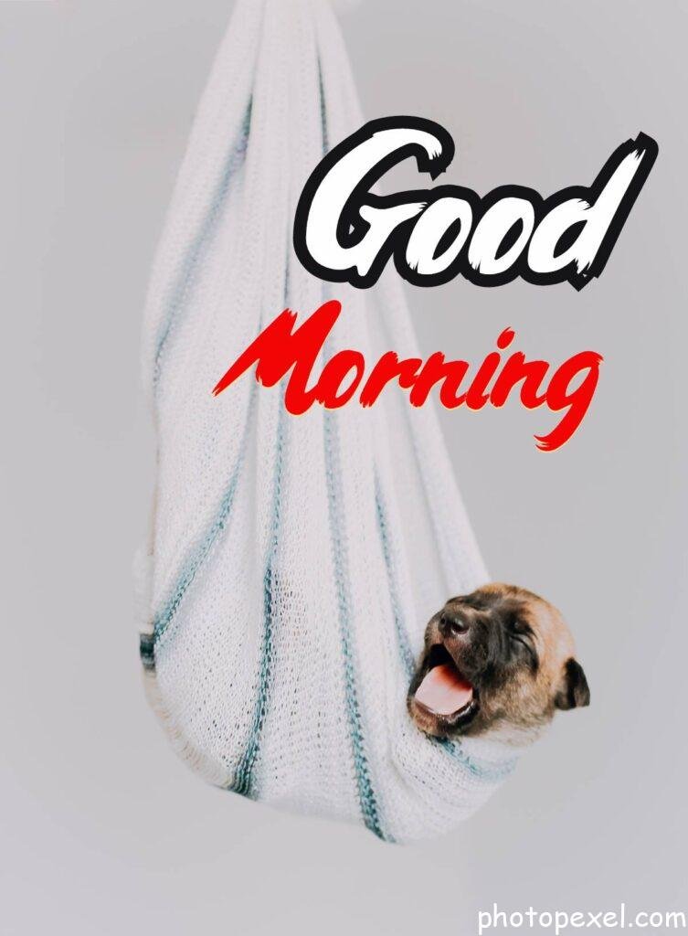 Brown-And-Black-Puppy-In-Hammock-Blanket-Good-Morning-Images