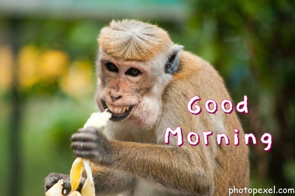 Brown-Monkey-Eating-Banana-Good-Morning-Images