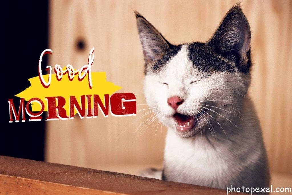 Cat With Its Eyes Closed- Good Morning Images