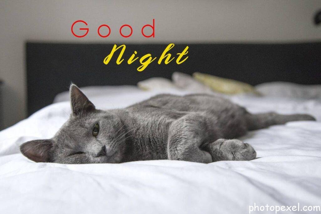 Cute-Cat-Sleeping-On-Bed-Good-Night-Images