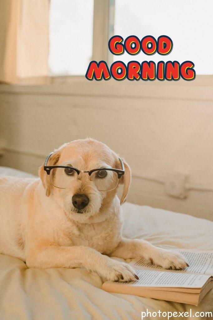 Cute-Dog-With-Eyeglasses-And-Book-Good-Morning-Images