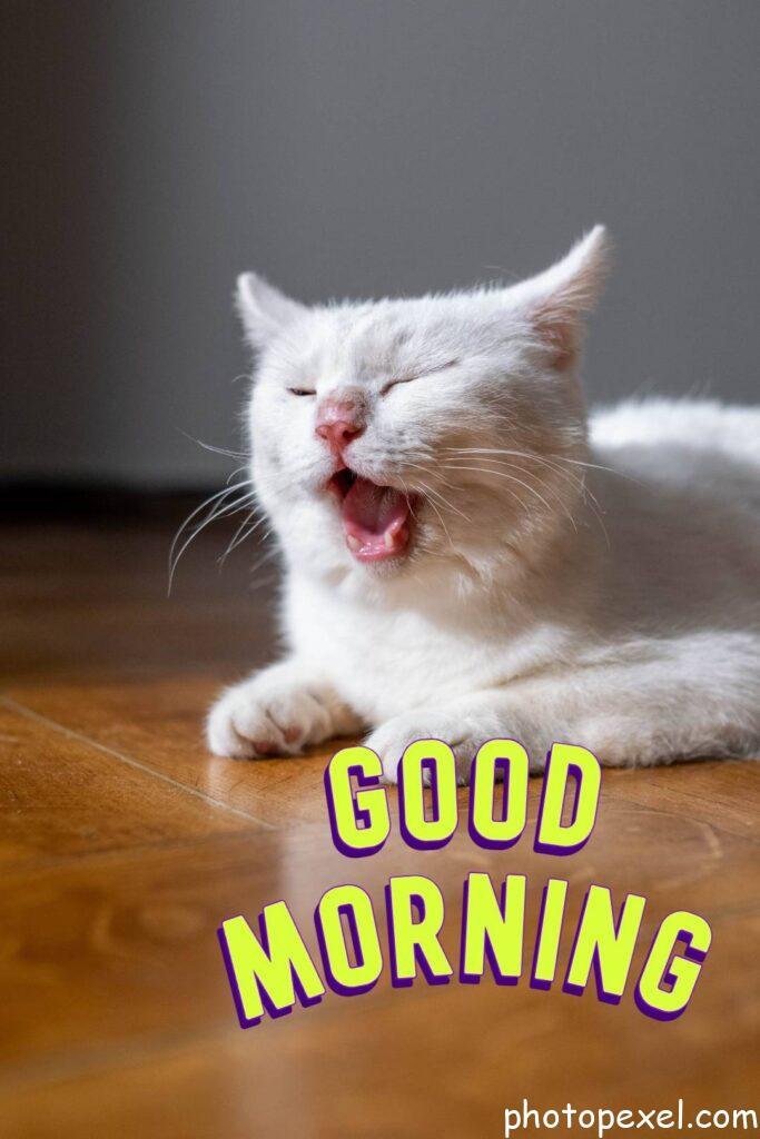 Cute-White-Cat-Yawning-Good-Morning-Images