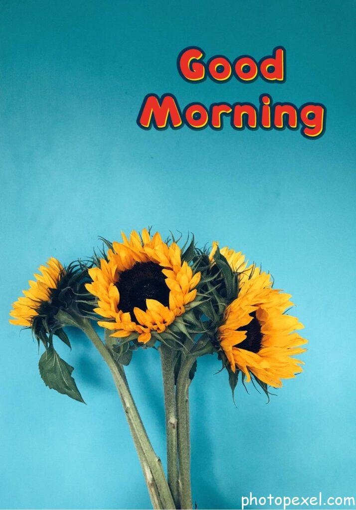 Four-Sunflowers-In-Bloom-On-Teal-Surface-Good-Morning-Images