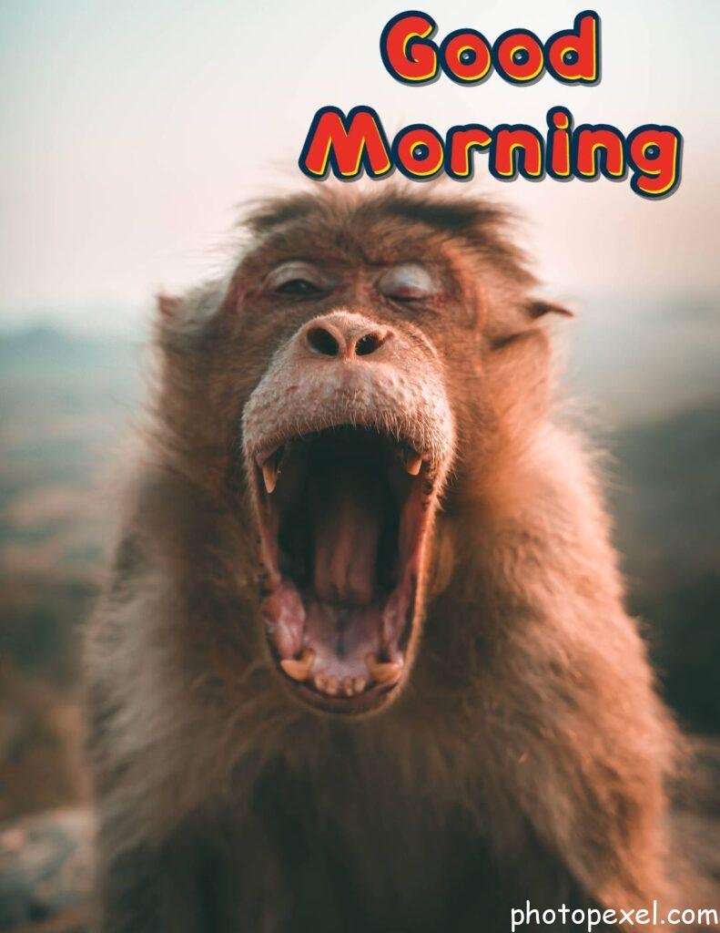 Funny-Brown-Monkey-Good-Morning-Images