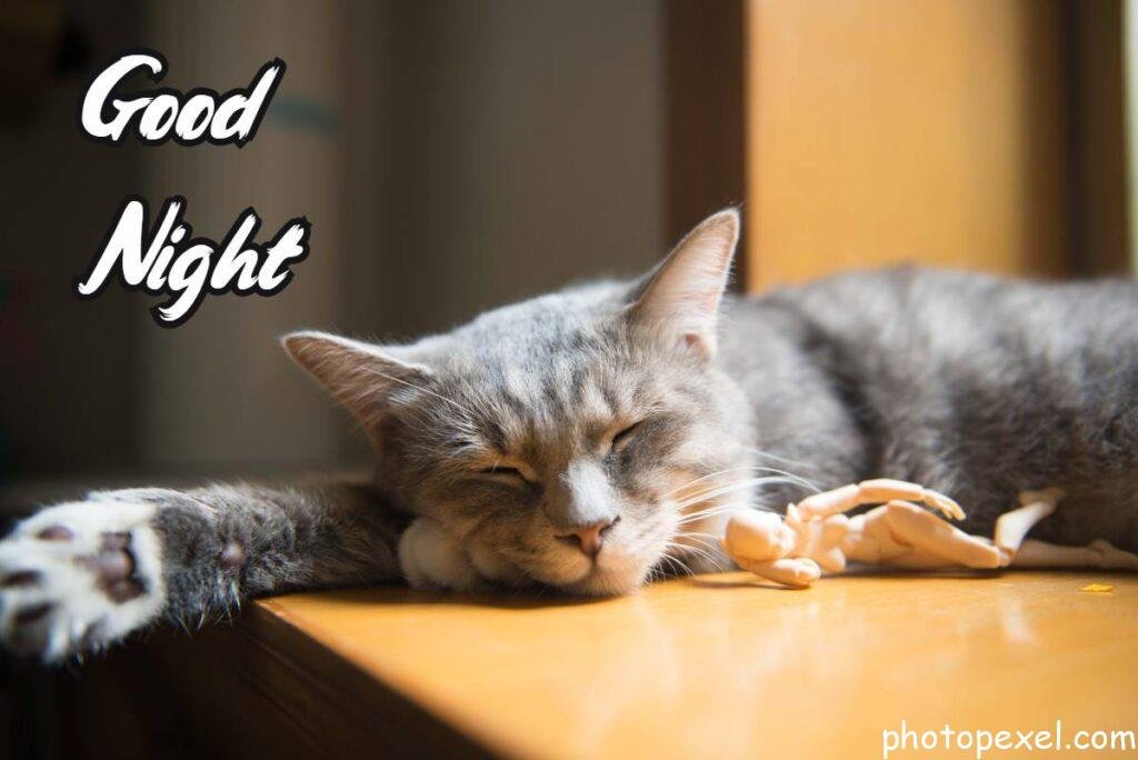 Gray-And-White-Short-Coated-Cat-On-Brown-Wooden-Table-Top-Good-Night-Images