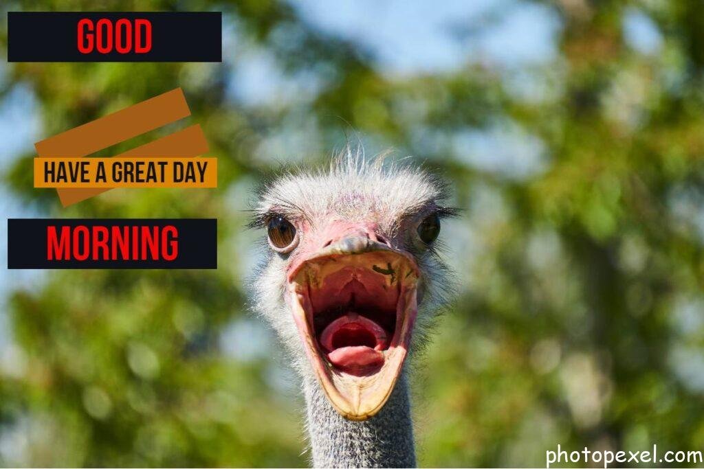 Grey-Ostrich-Good-Morning-Funny-Images