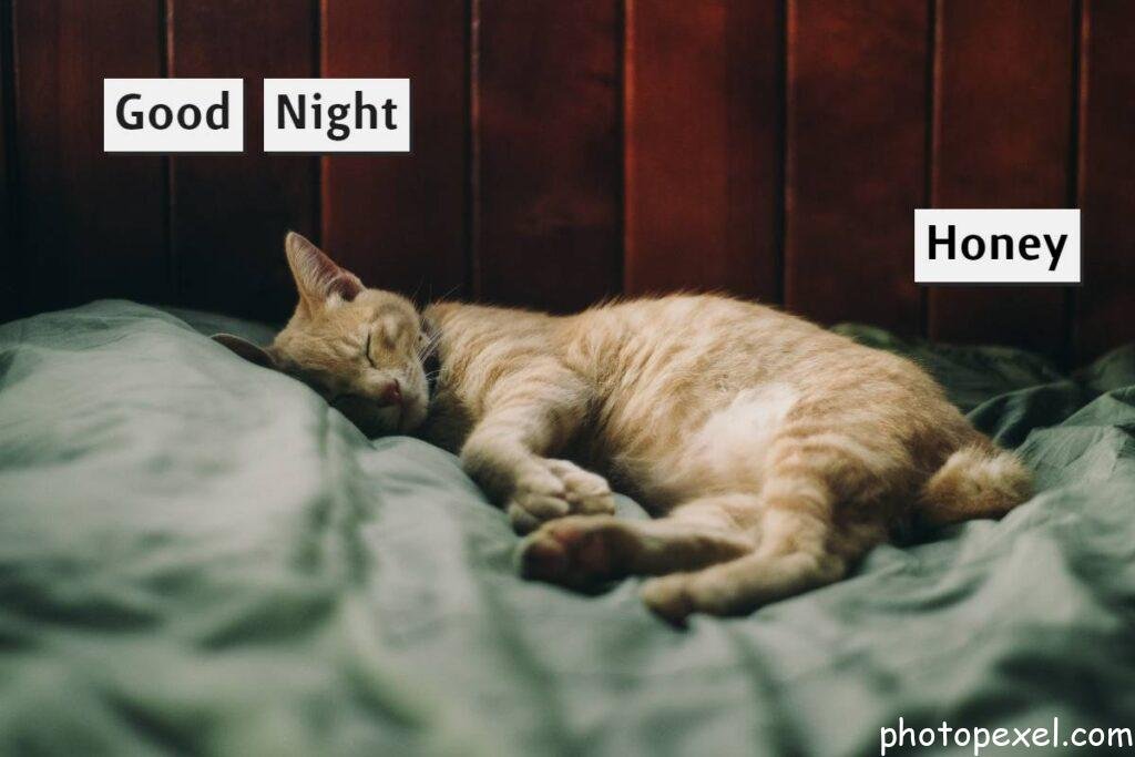 Orange-Tabby-Cat-Sleeping-Good-Night-Images