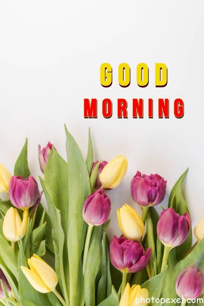 Pink-And-Yellow-Tulips-Flowers-Good-Morning-Images