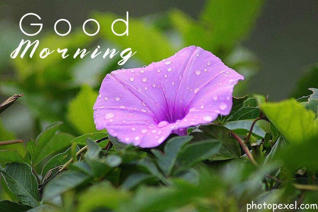 Purple-Petal-Flower-Surrounded-By-Green-Plants-During-Daytime-Good-Morning-Images