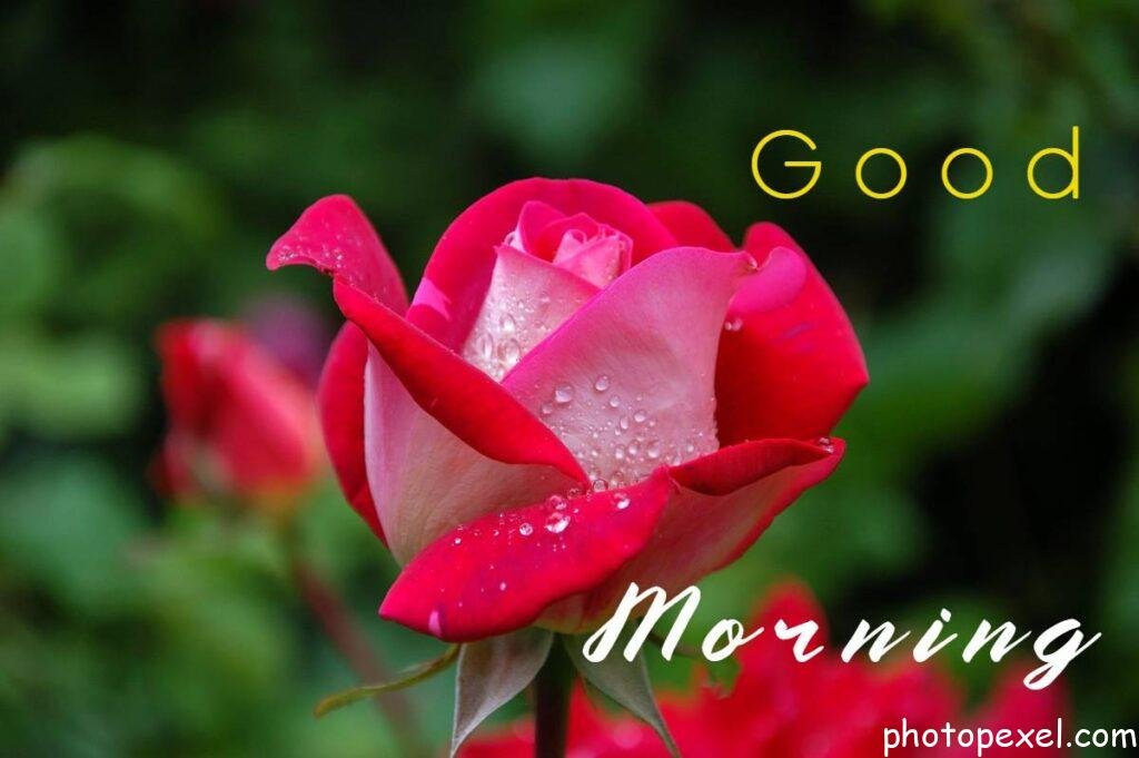 Red-And-Pink-Rose-Good-Morning-Images