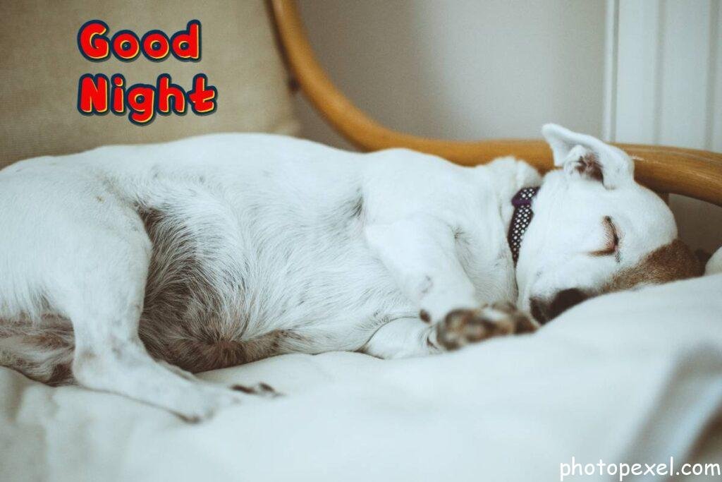 Short-Coated-White-Dog-On-Fabric-Sofa-Good-Night-Images