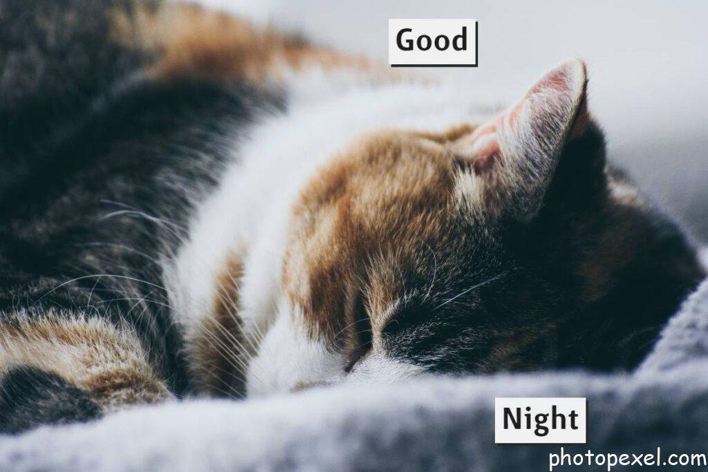 Sleeping-Cat-Good-Night-Images