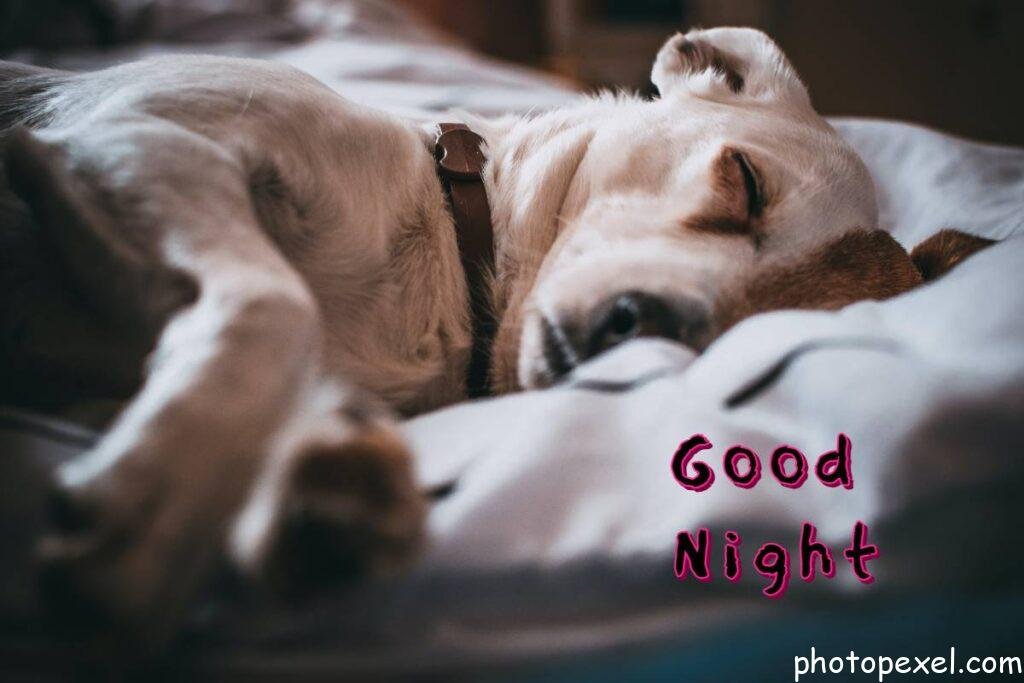 Sleeping-Dog-Good-Night-Images