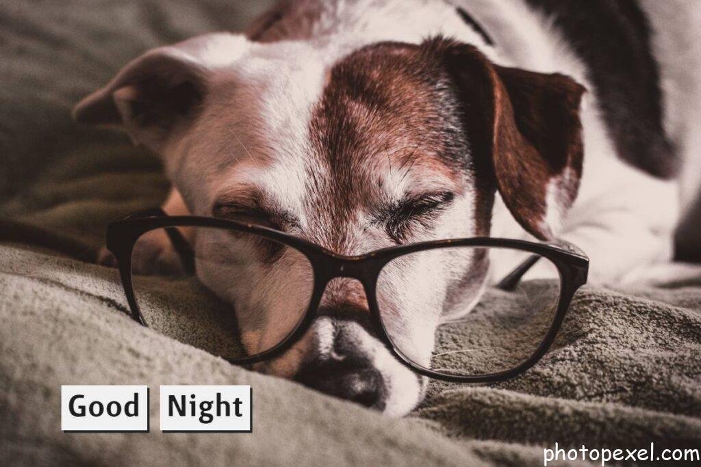 White-And-Brown-Dachshund-With-Black-Framed-Eyeglasses-Good-Night-Images