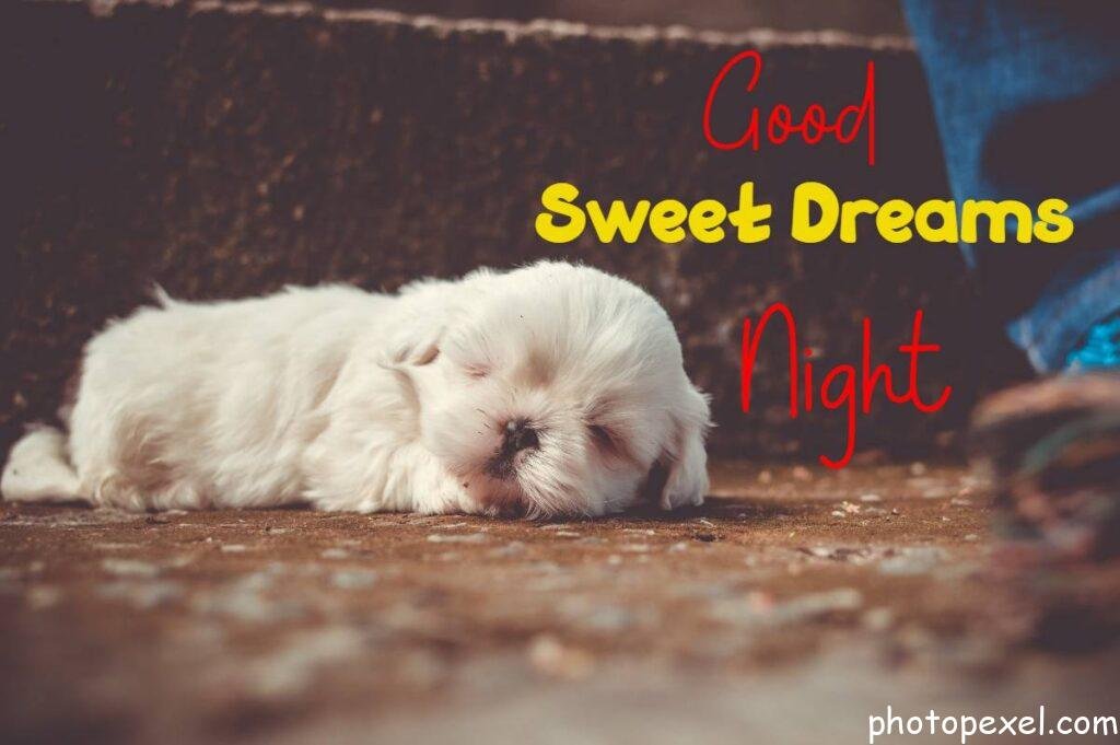 White-Little-Dog-Sleeping-Good-Night-Images