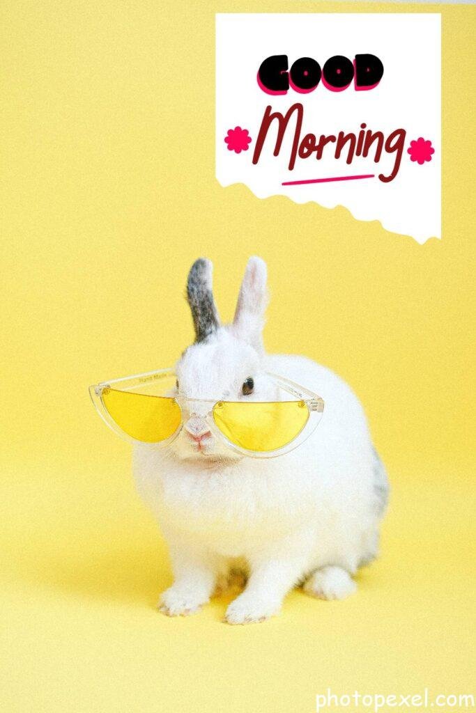 White-Rabbit-Wearing-Yellow-Eyeglasses-Good-Morning-Images