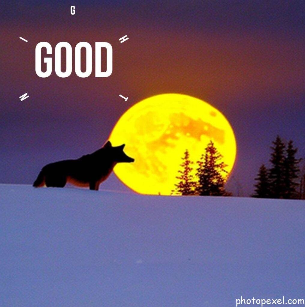 Wolf-Howling-At-Night-Good-Night-Images